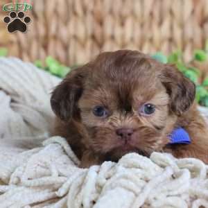 George (Mini), Shih Tzu Puppy